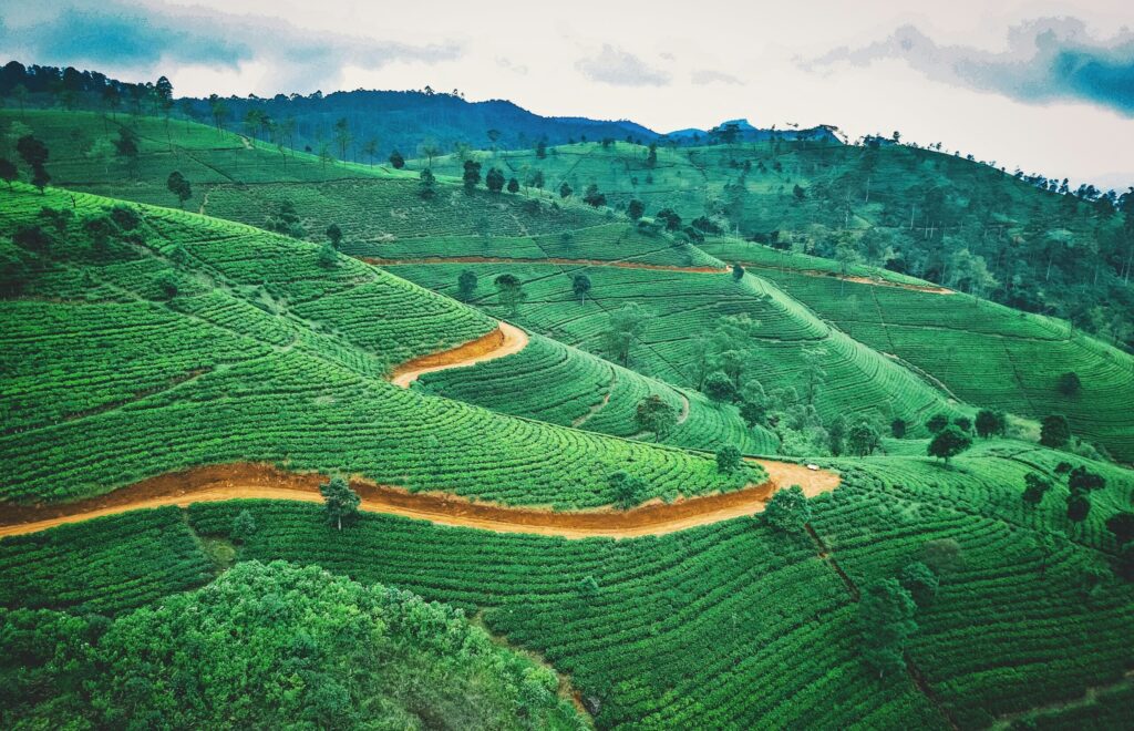 The Pekoe Trail: A Journey Through Sri Lanka’s Tea Country